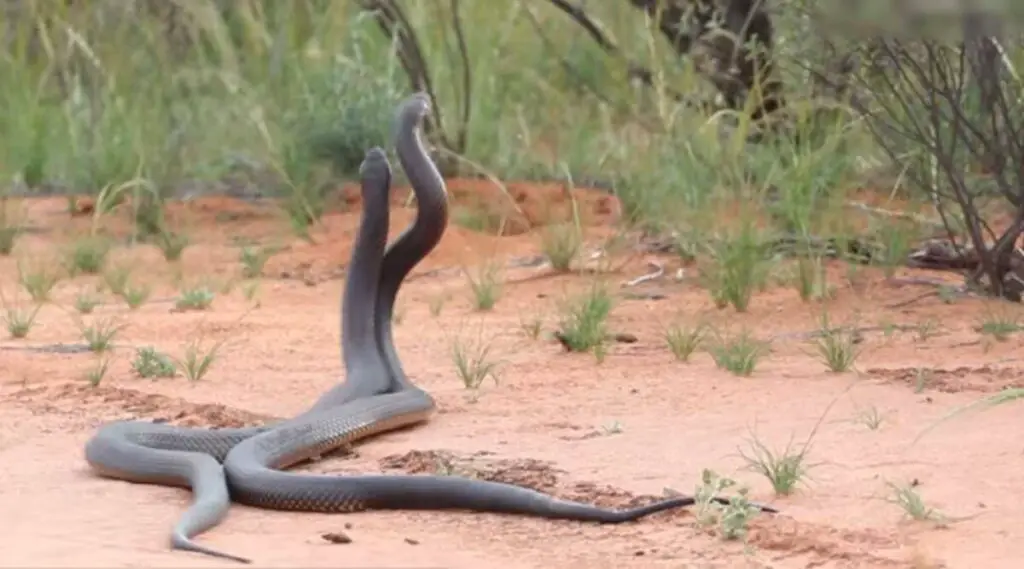 How Do Snakes Mate: Insights Into Snakes Sexual Reproduction - Exotic ...