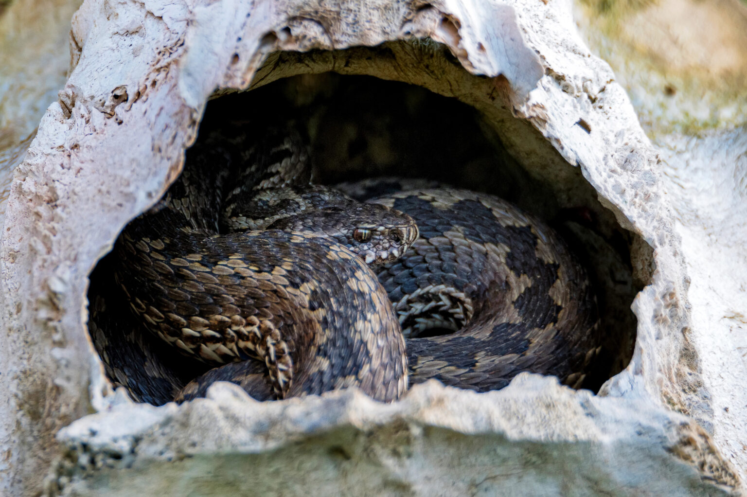 Understanding Snakes' Hibernation How And Why Do Snakes Hibernate