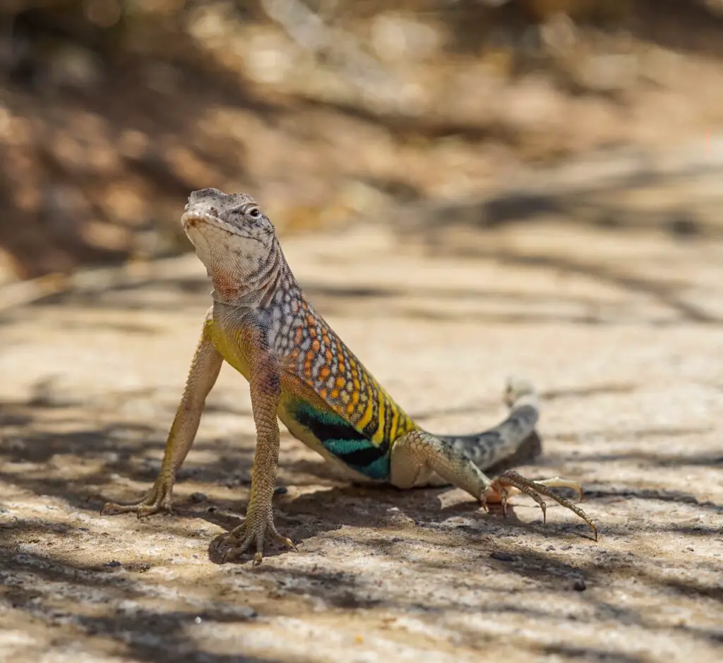 Discover Why Do Lizards Do PushUps An Unusual Exercise For Reptiles