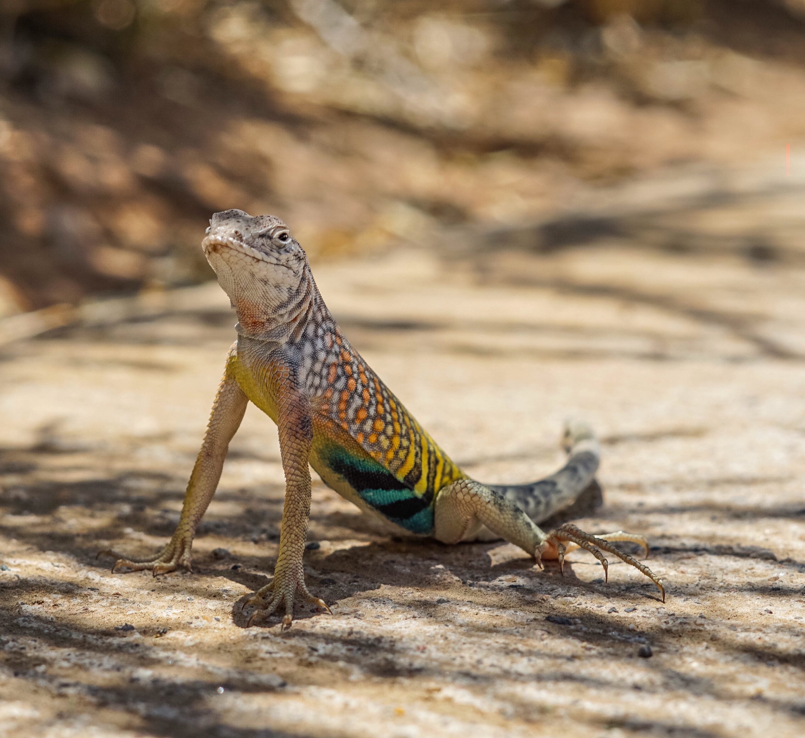 Discover Why Do Lizards Do Push-Ups: An Unusual Exercise For Reptiles