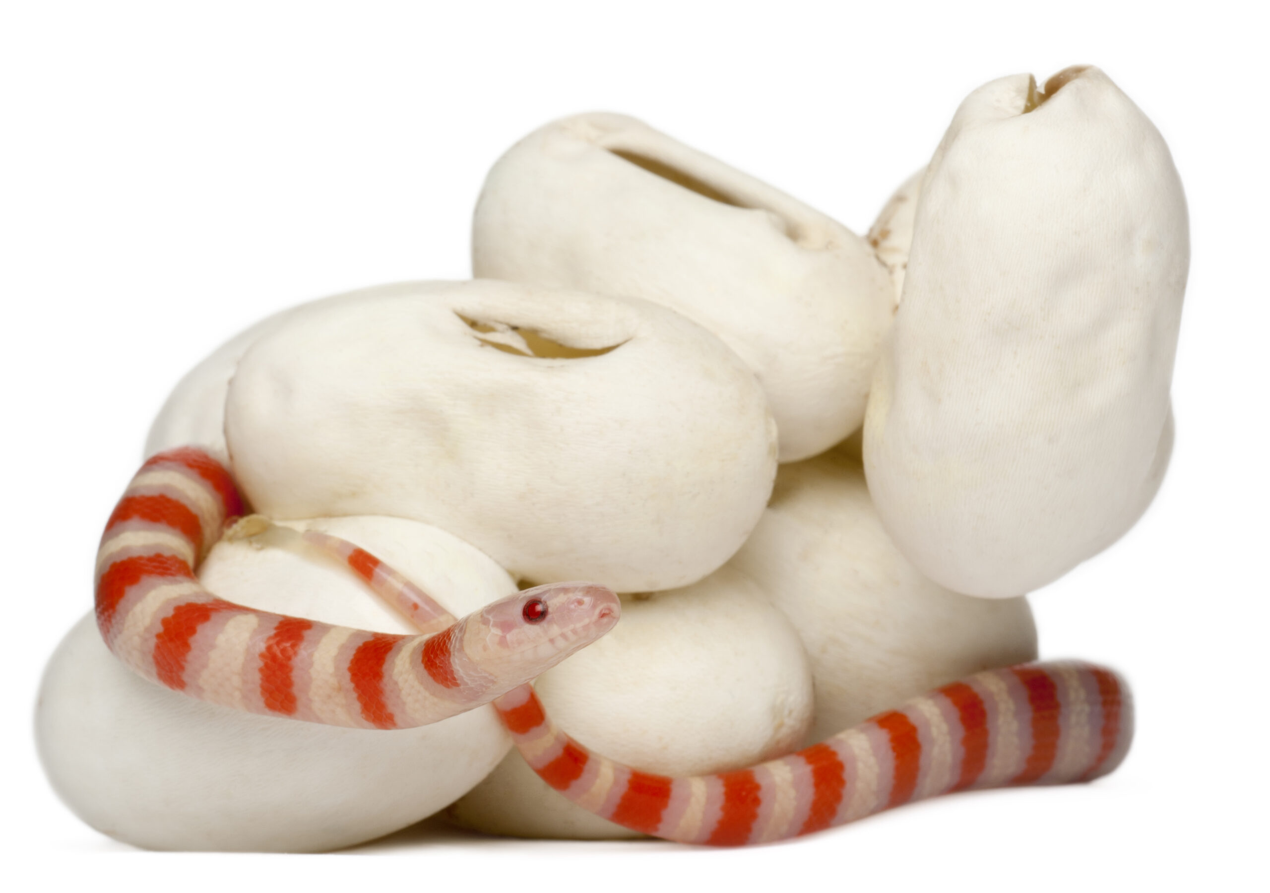 do snakes lay eggs