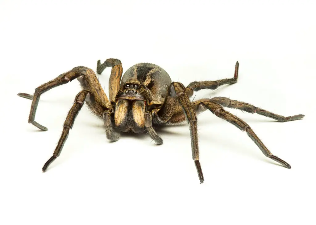Is A Bite From A Wolf Spider Poisonous? Everything You Need To Know