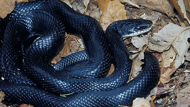 are black snakes poisonous