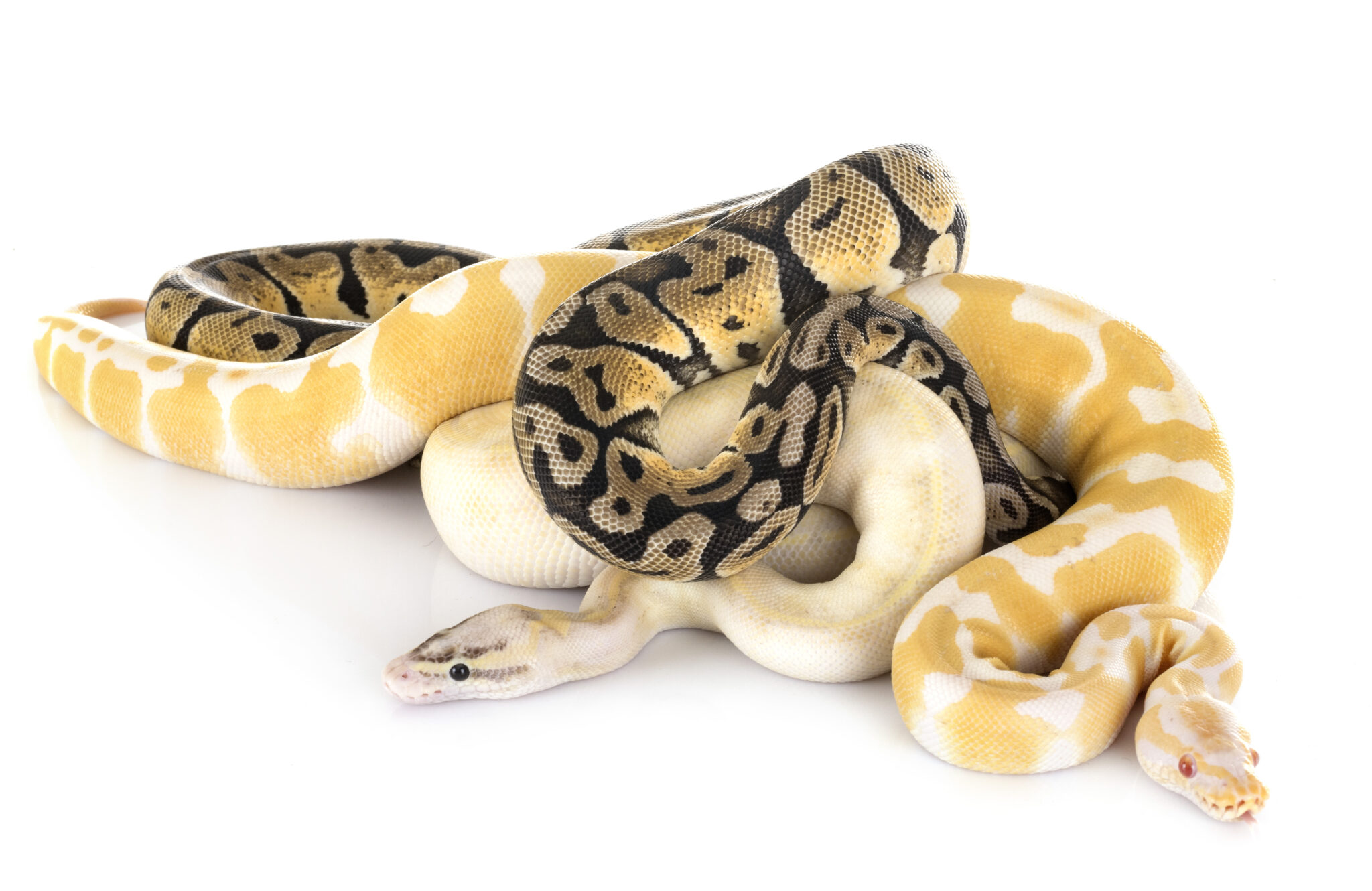 How Big Do Ball Pythons Really Get? Understanding Their Size And Growth