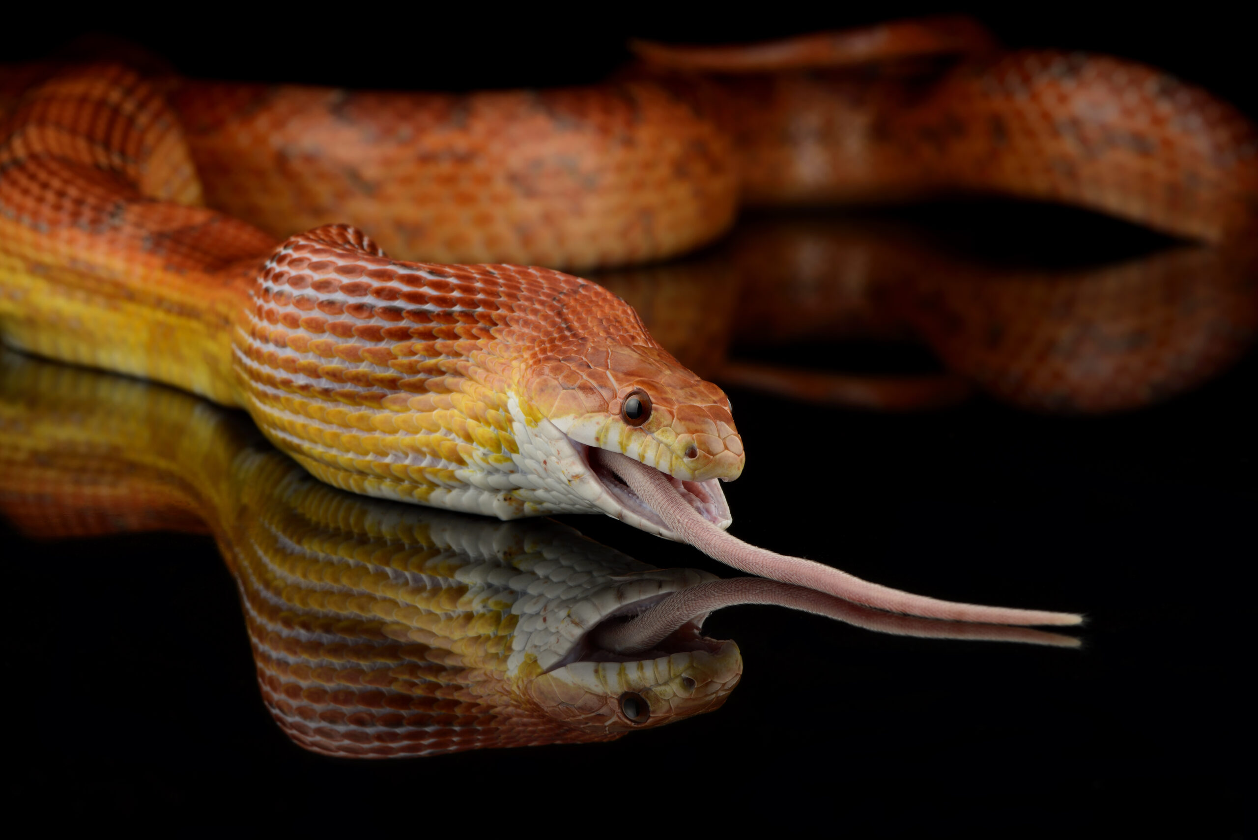 what do corn snakes eat