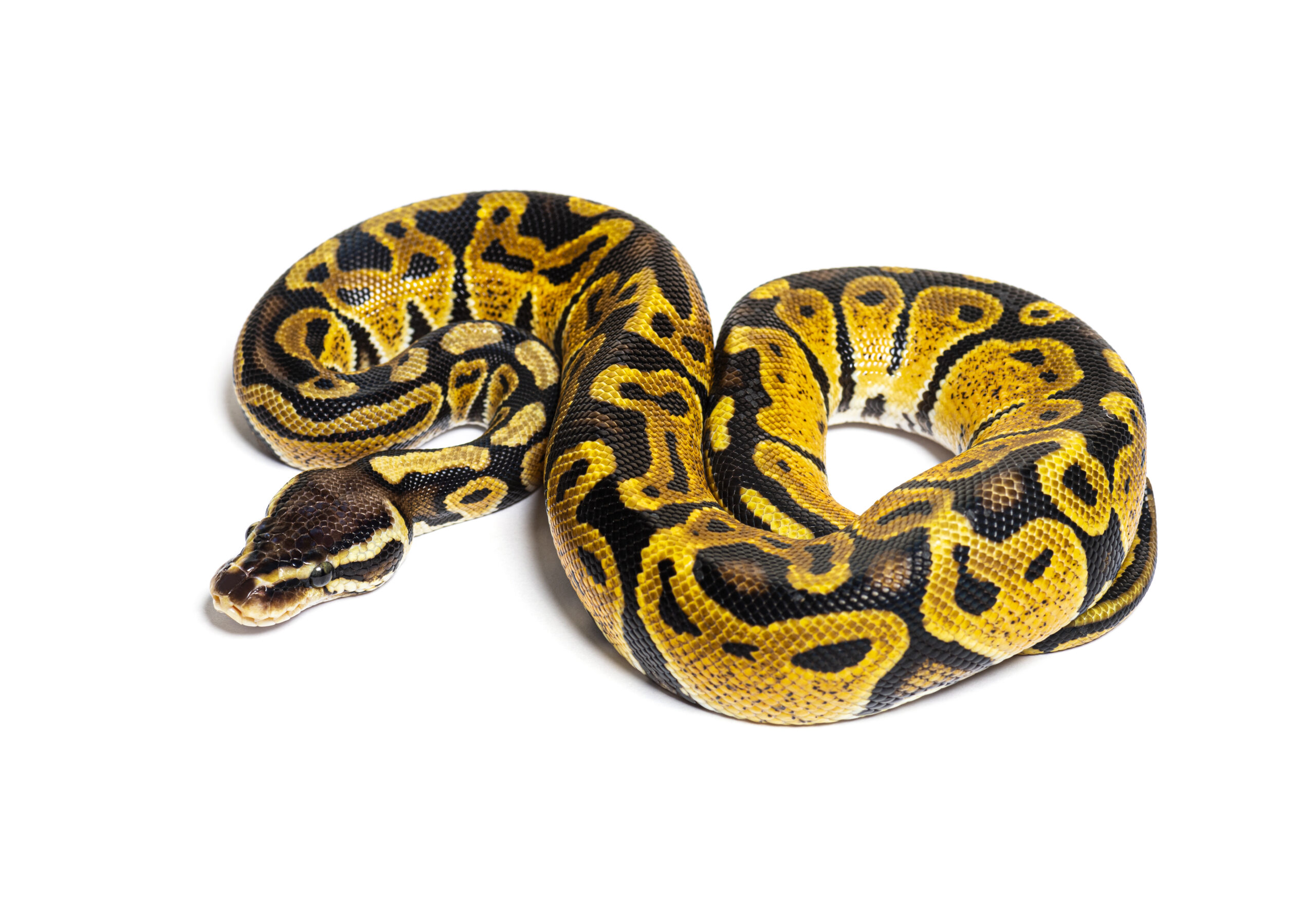 how big do ball pythons get