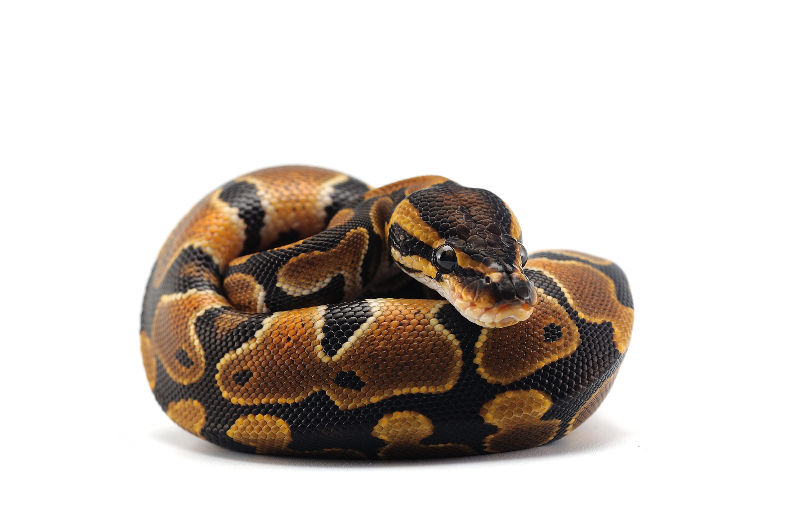 how long do ball pythons live